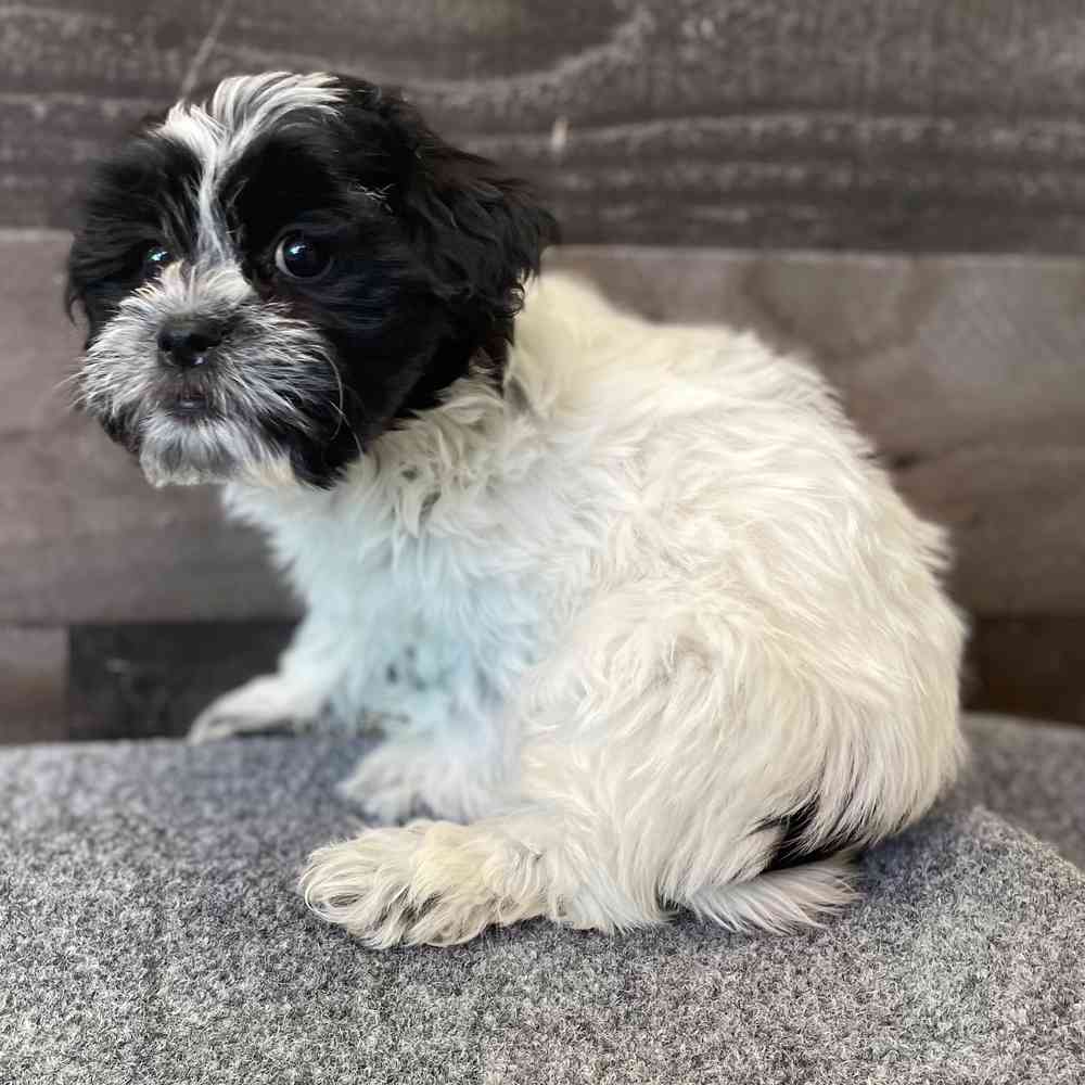 pet breed image