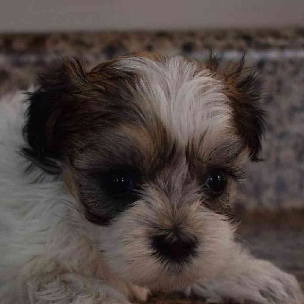 Female Coton Shih Tzu Puppy for sale