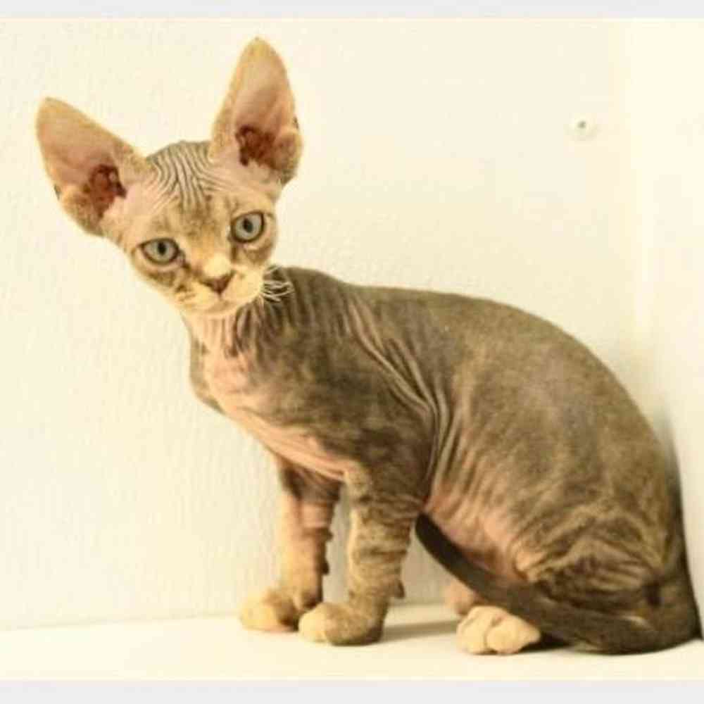 Image of a pet breed in the gallery