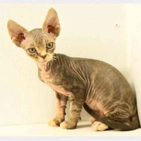 Devon Rex
