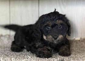 Cavapoo