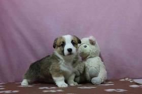 Pembroke Welsh Corgi