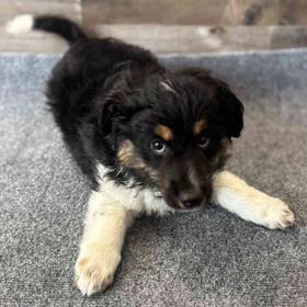 Aussiedoodle