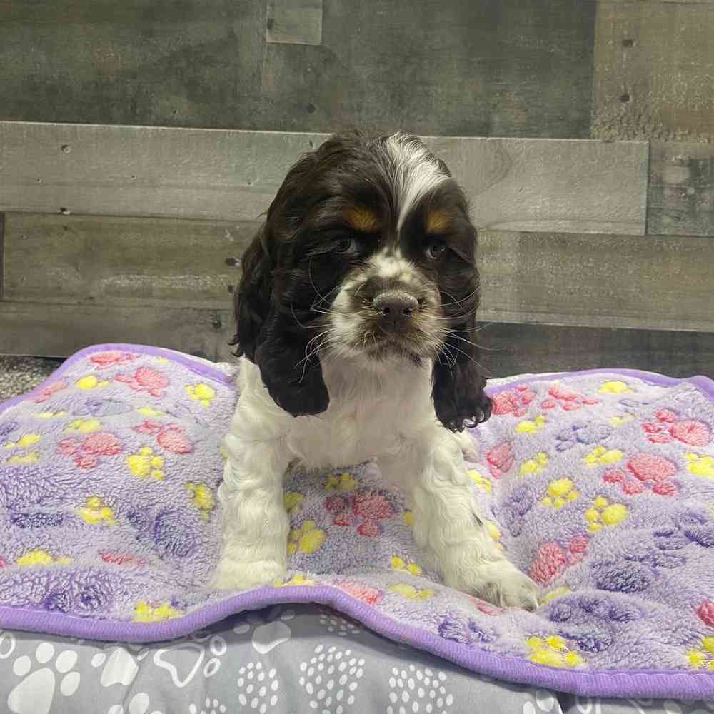 Yogi, Male Cocker Spaniel Puppy for sale in Troy