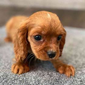 Cavalier King Charles Spaniel