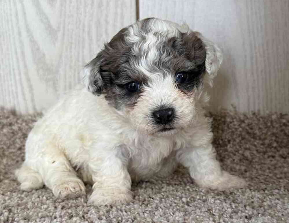 Image of a pet breed in the gallery