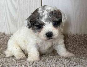 Bichon-Poodle