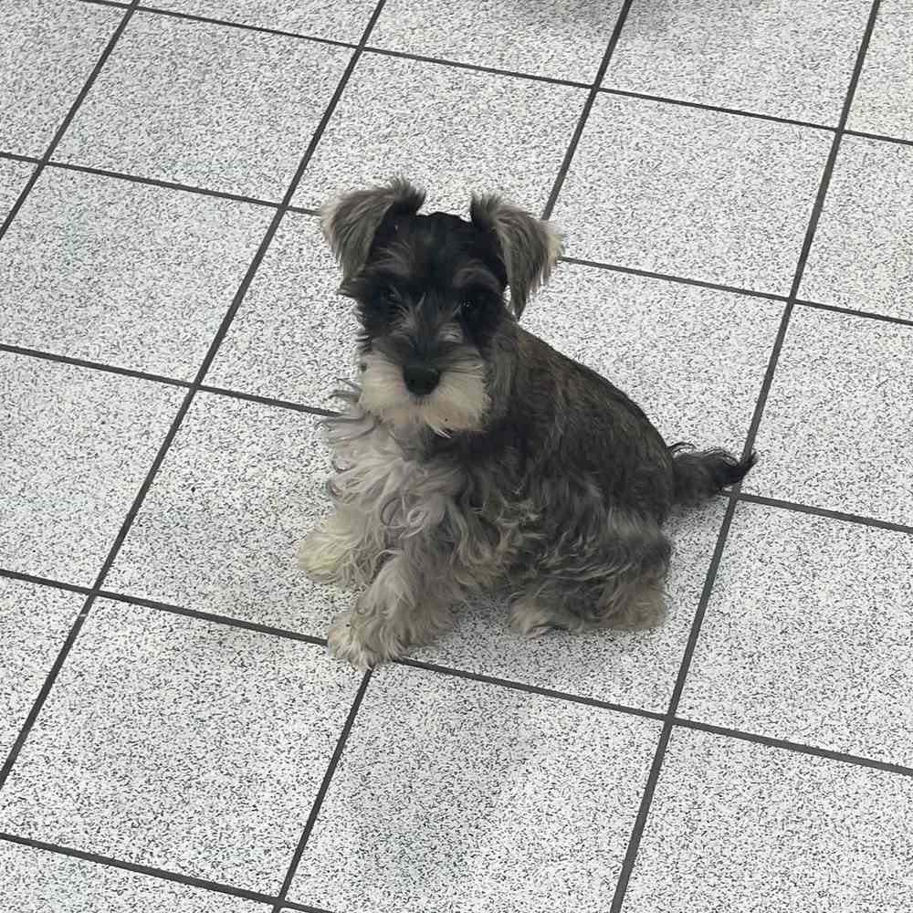 Tony mini schnauzer sales puppies