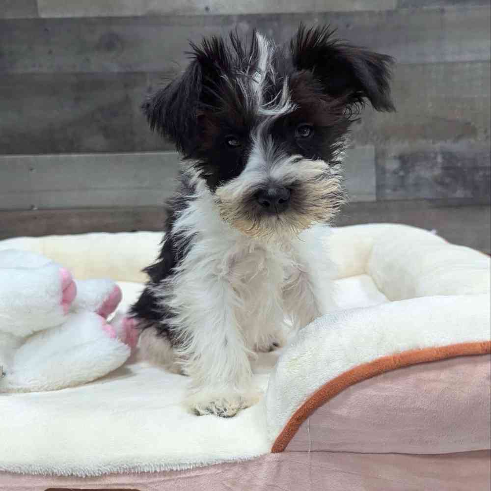 Image of a pet breed in the gallery