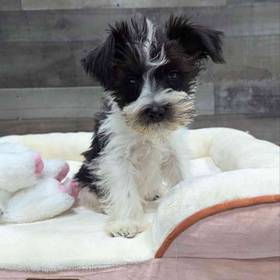 Mini Schnauzer