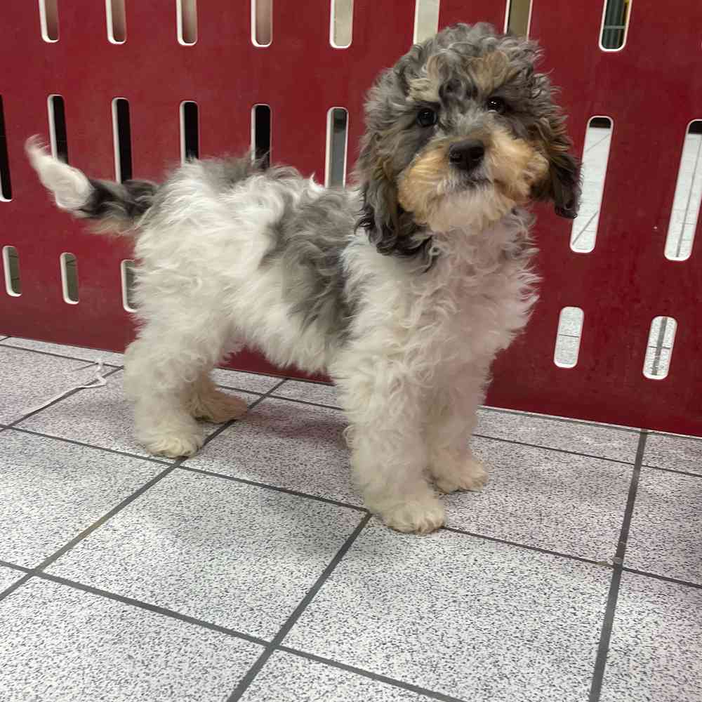 Clementine, Female Cavapoo Puppy for sale in Troy