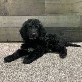 Mini Goldendoodle