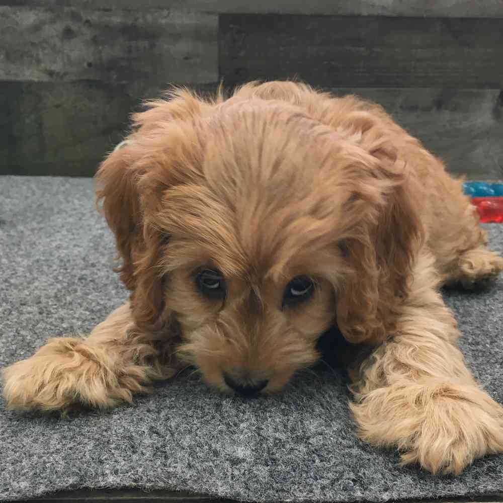 pet breed image