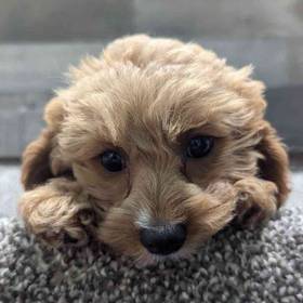 Cavapoo