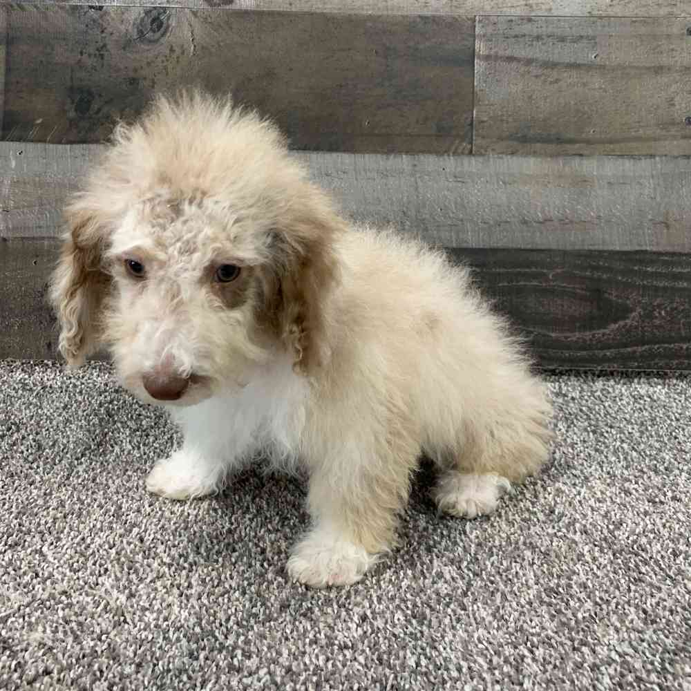 Mini Bernedoodle