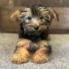 Yorkie-Poo