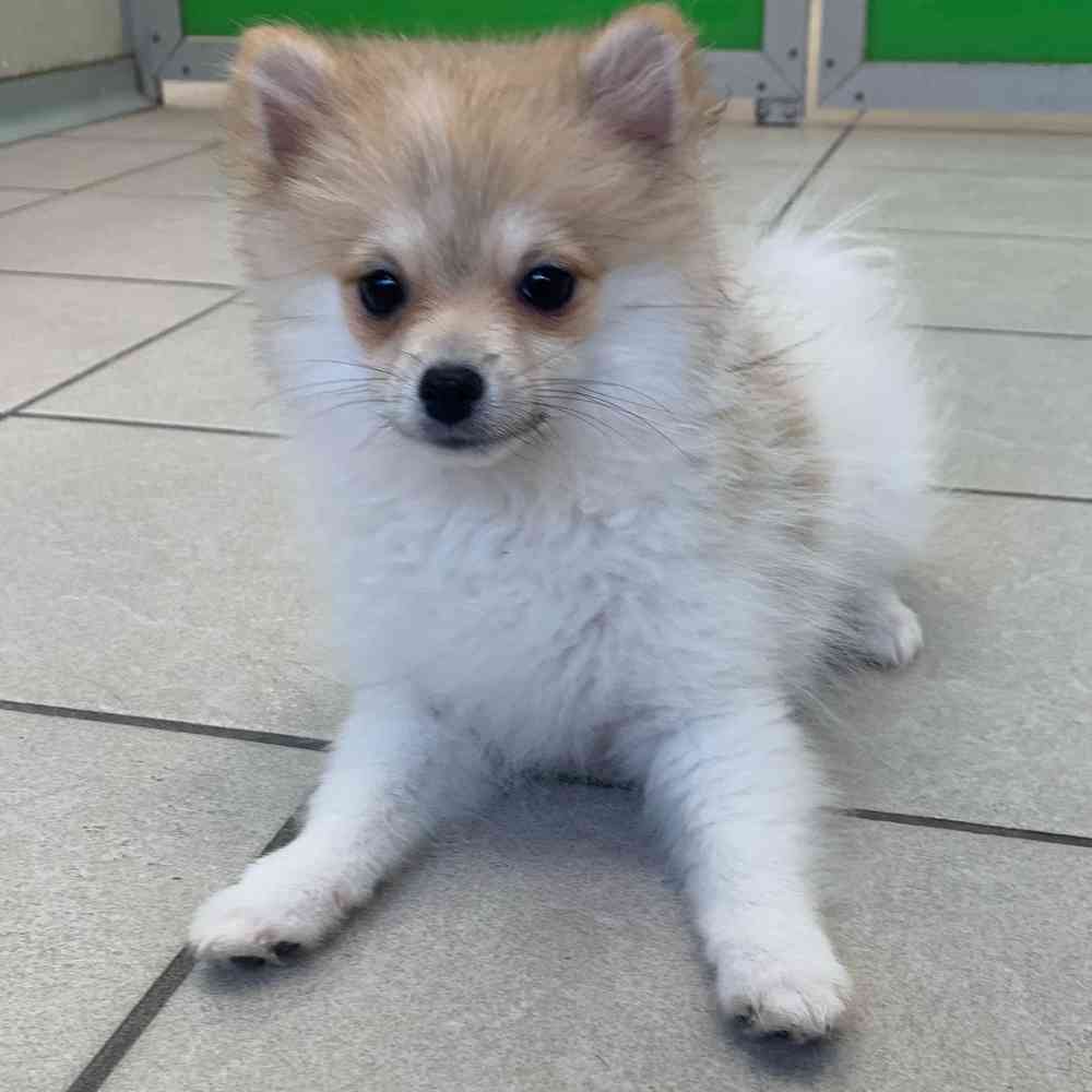 Information on PomChi Puppies for Sale in Michigan