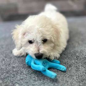 Bichon Frise