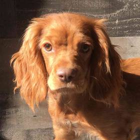 Cocker/Cavalier