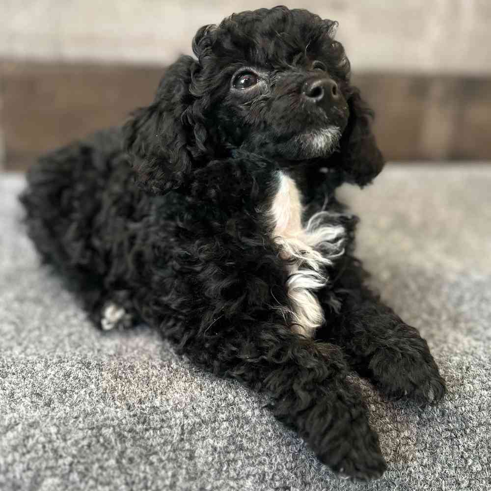 Image of a pet breed in the gallery