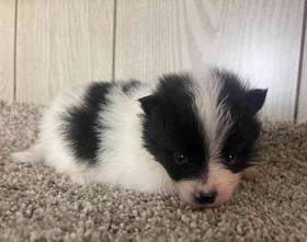 Pomeranian