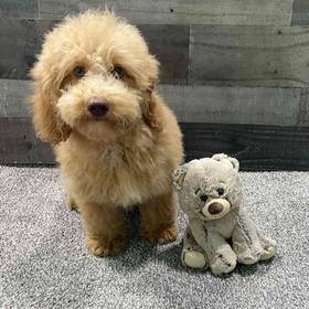 Mini Poodle