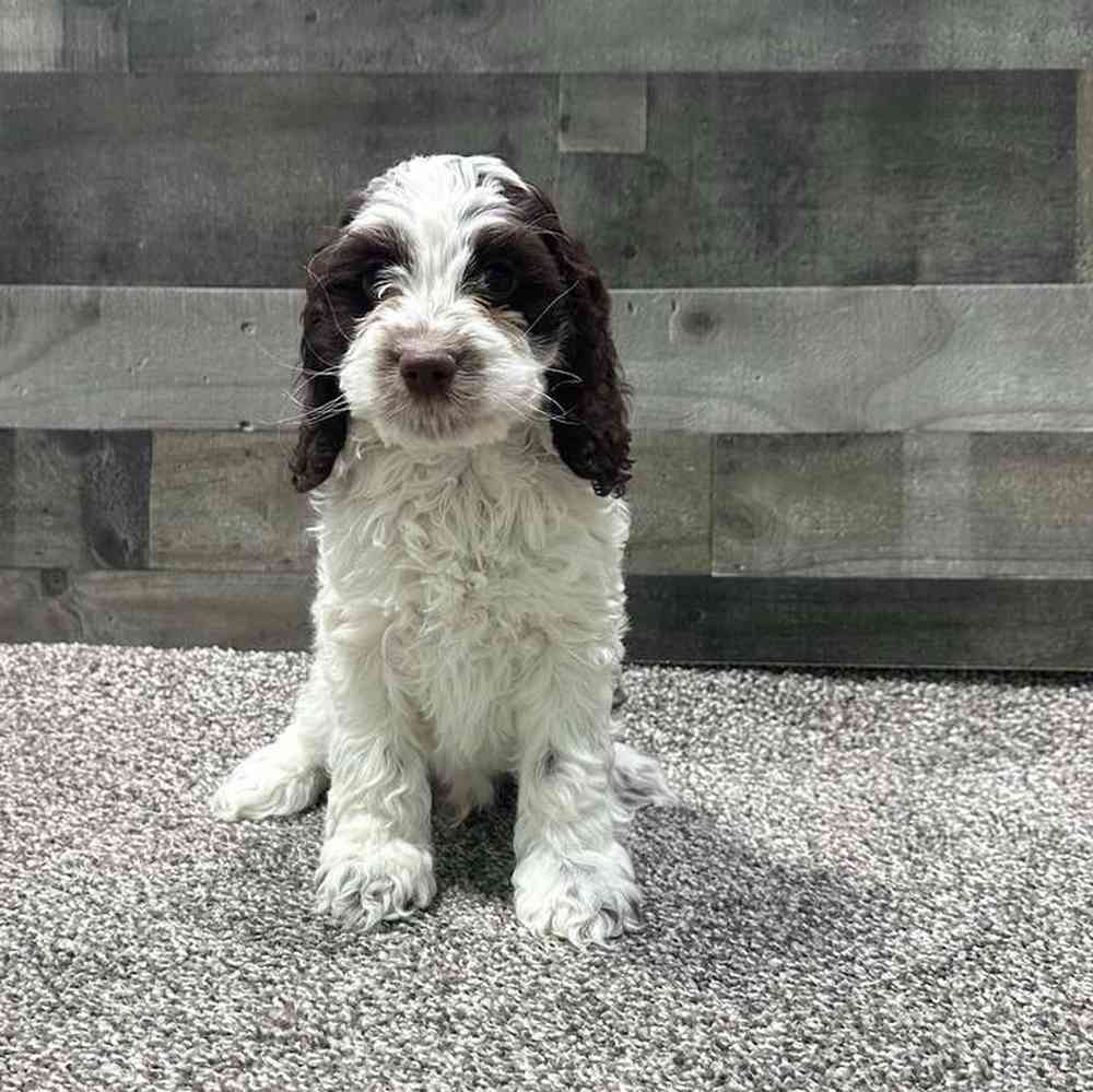 Image of a pet breed in the gallery