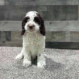 Cockapoo