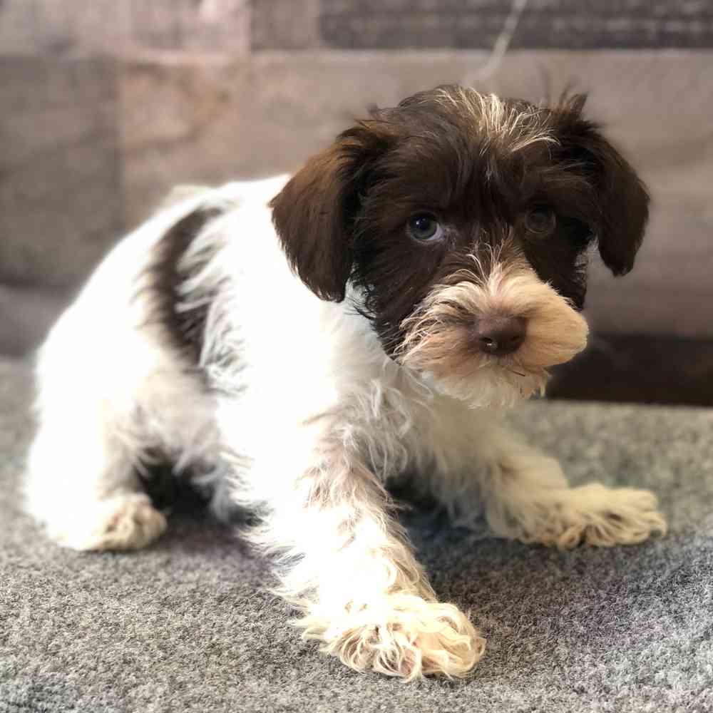 pet breed image