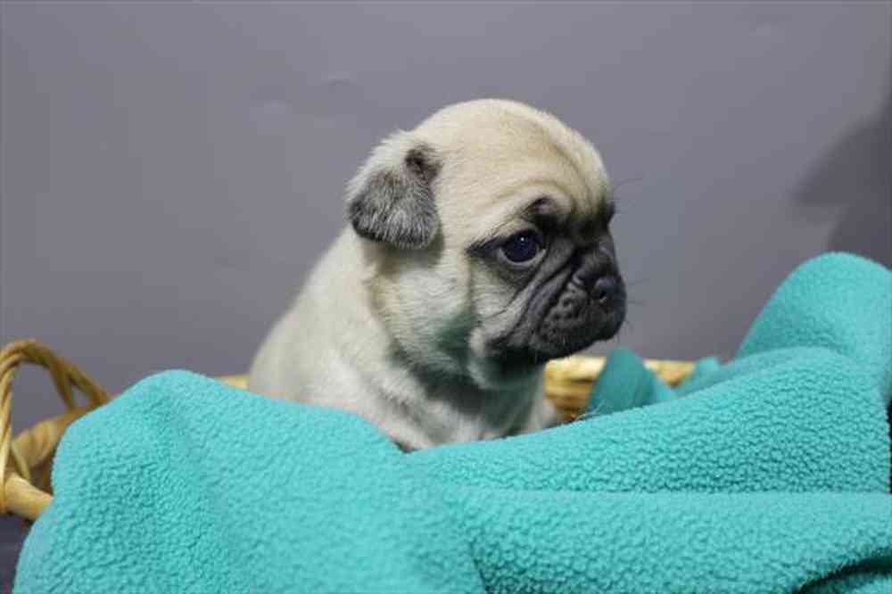 Information on Pug Puppies for Sale in Michigan