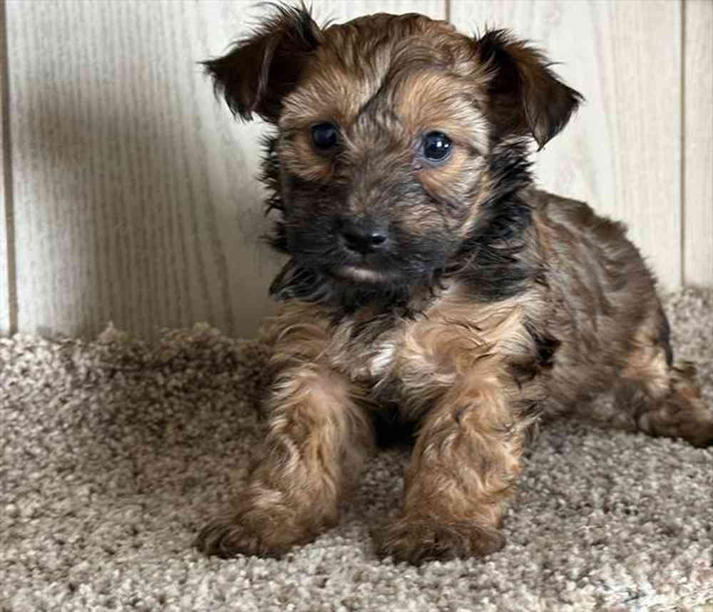 pet breed image
