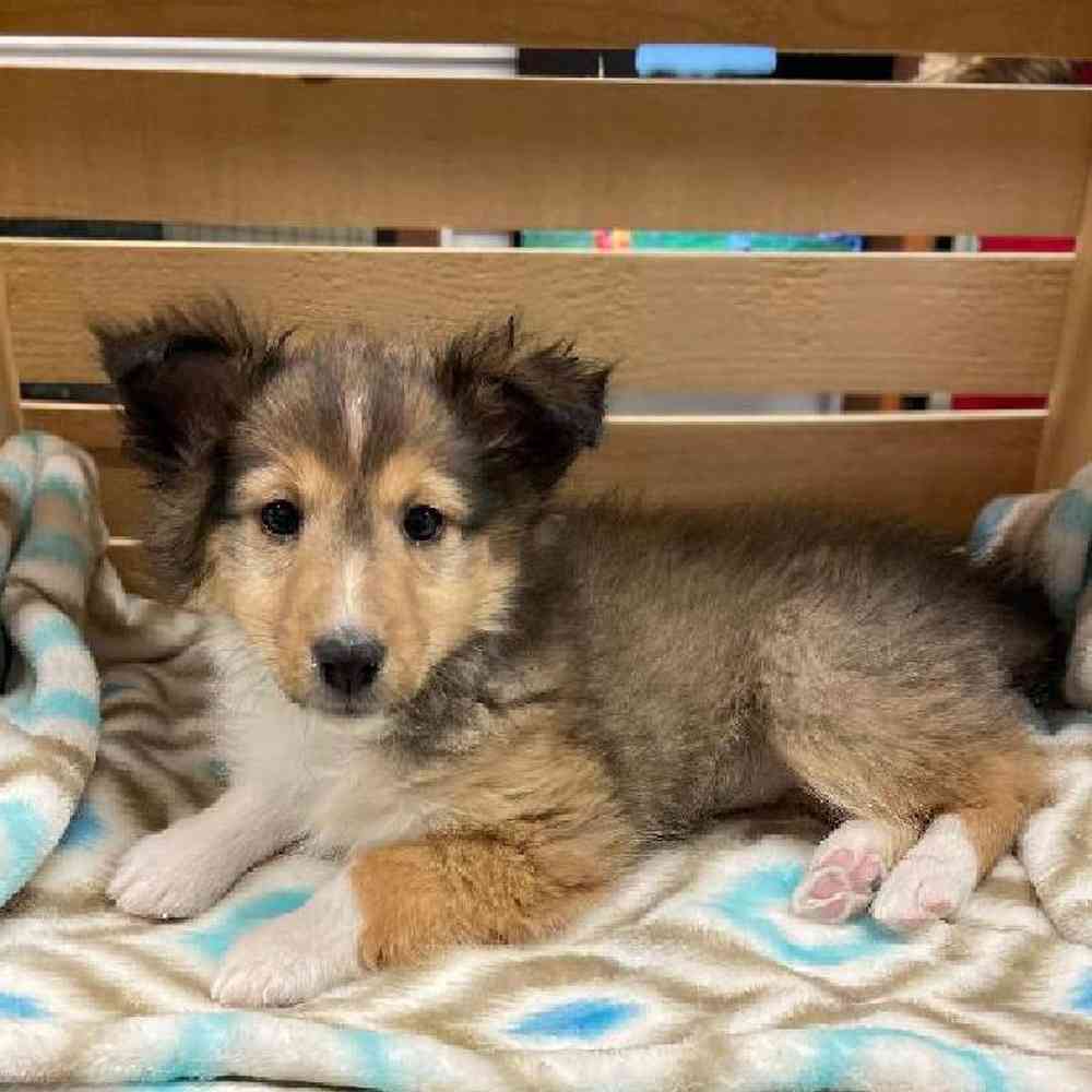 Female Sheltie Puppy for sale