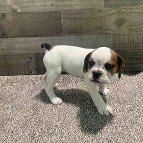 Bulldoggle