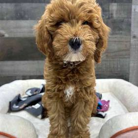 Mini Goldendoodle