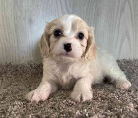 Cavapoo