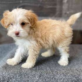 Mini Aussiedoodle