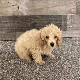Mini Poodle