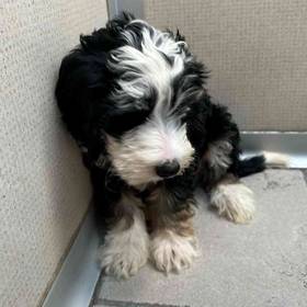 Mini Bernedoodle
