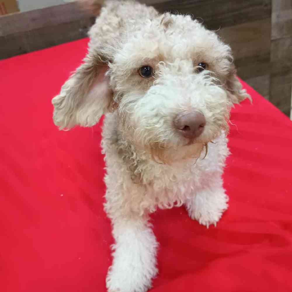 Male Mini Bernedoodle Puppy for Sale in Troy, MI