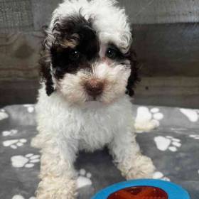 Mini Bernedoodle