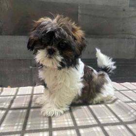 Shih Tzu