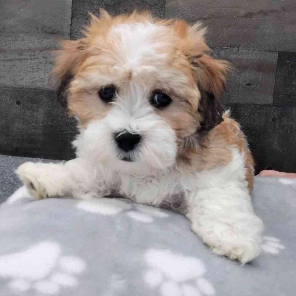 Image of a pet breed in the gallery