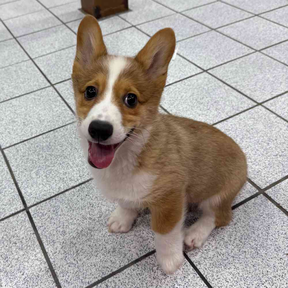 Image of a pet breed in the gallery