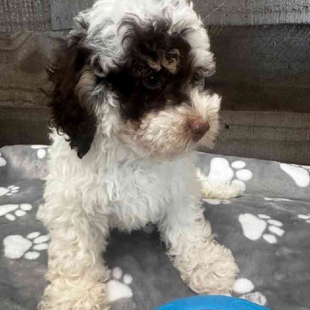 Female Mini Bernedoodle Puppy for Sale in Troy, MI