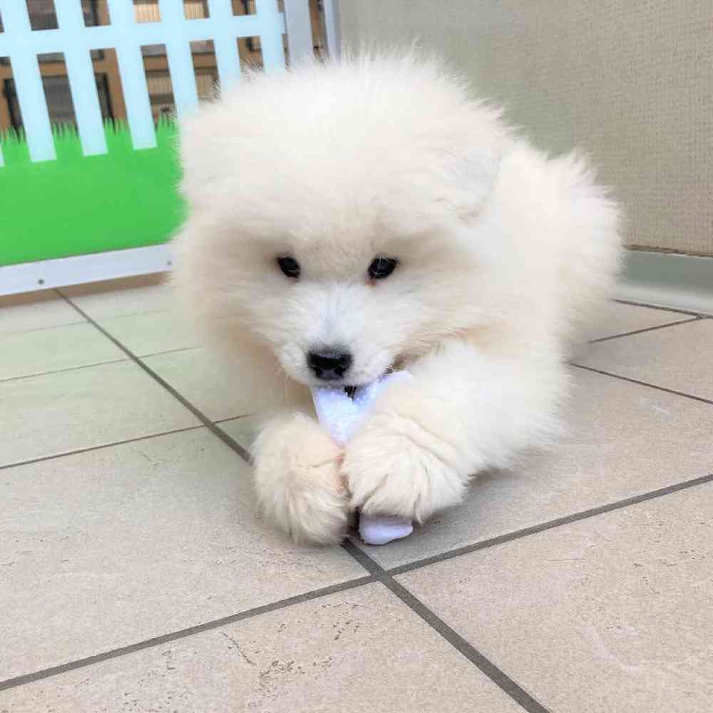 Male Samoyed Puppy for sale