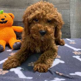 Cavapoo