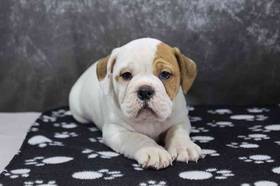 Bulldoggle