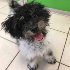 Bichon-Poodle