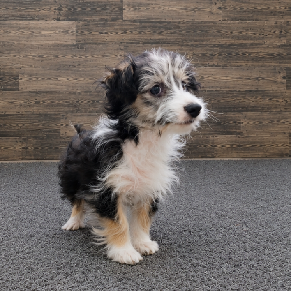 Female Aussiechon Puppy for Sale in Troy, MI