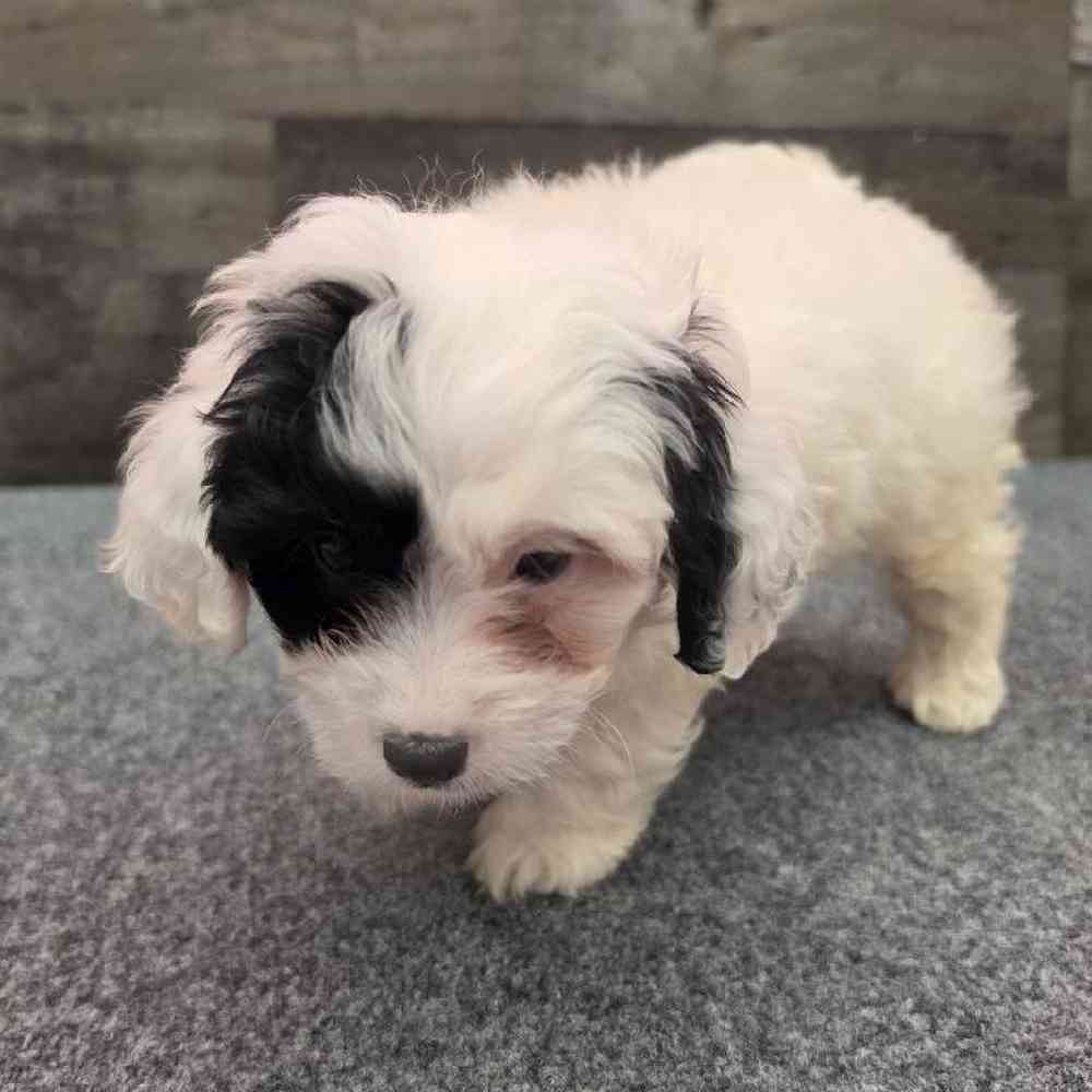 pet breed image